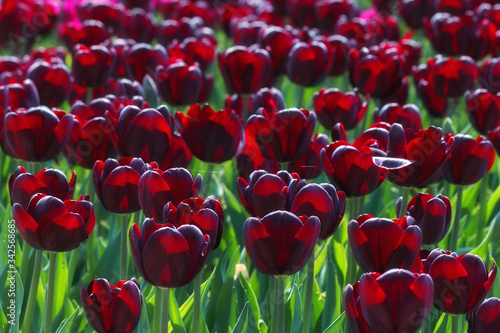 A field of black tulips in the sunlight. In spring, beautiful dark tulips bloom in the garden. Black tulips close-up as a background for printing, decor, Wallpaper, posters.