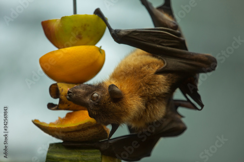 Obraz na płótnie Flying fox,  fruit  bats  (Pteropus).