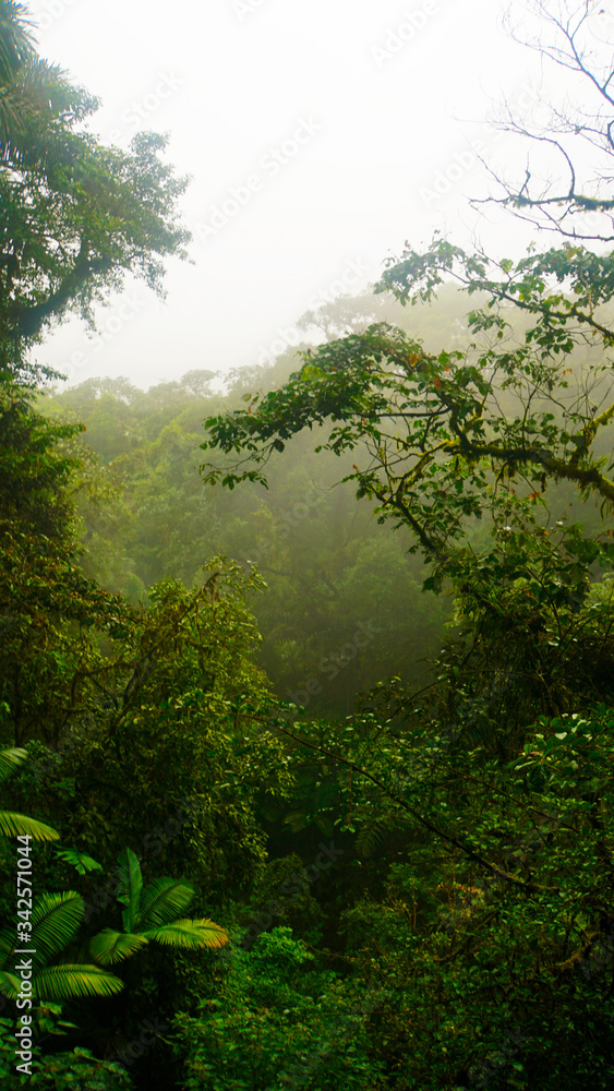 Obraz premium Rainforest Costa Rica