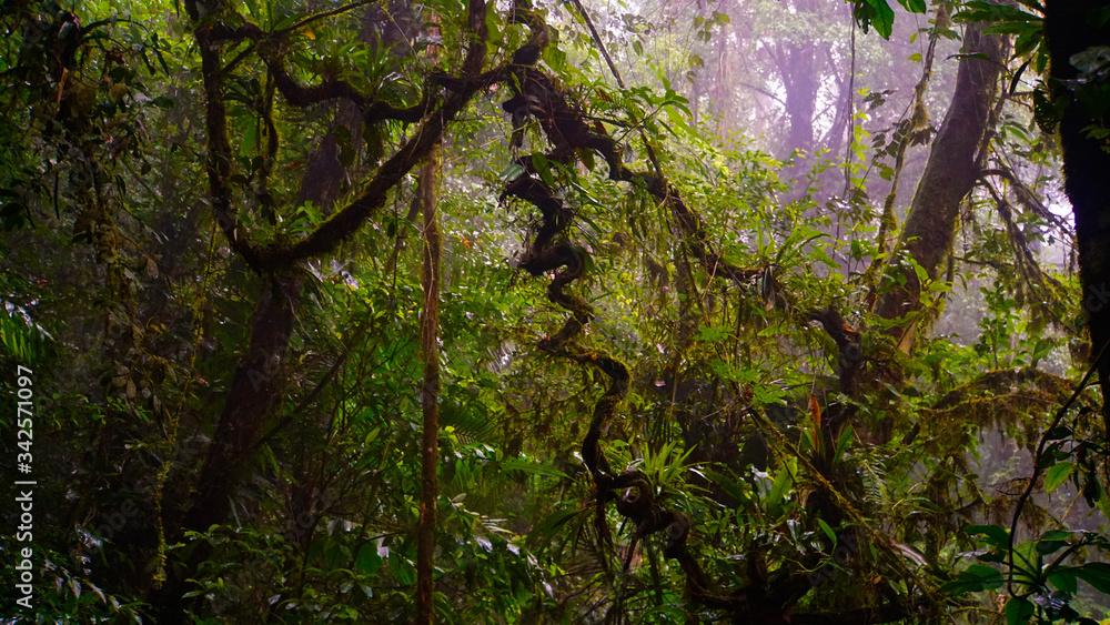 Fototapeta premium Rainforest Costa Rica