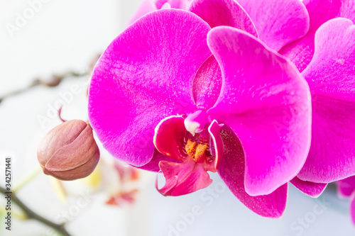 Close up of pink Orchid at my home  Scientific name  Phalaenopsis  orchid  Thailand. 