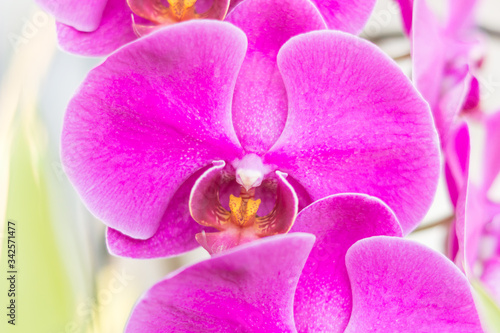 Close up of pink Orchid at my home  Scientific name  Phalaenopsis  orchid  Thailand. 