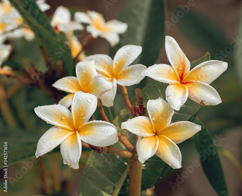 Fototapeta Naklejka Na Ścianę i Meble -  frangipani plumeria flower 