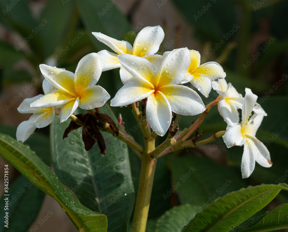 Fototapeta premium frangipani plumeria flower