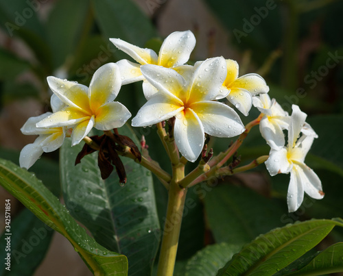 Fototapeta Naklejka Na Ścianę i Meble -  frangipani plumeria flower