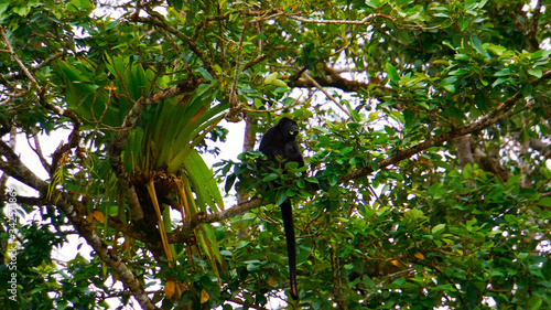 Howler Monkey in Trees