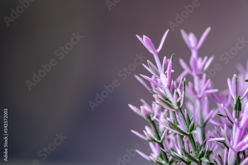 artificial flower concept shot in studio setting  macro shot of flower