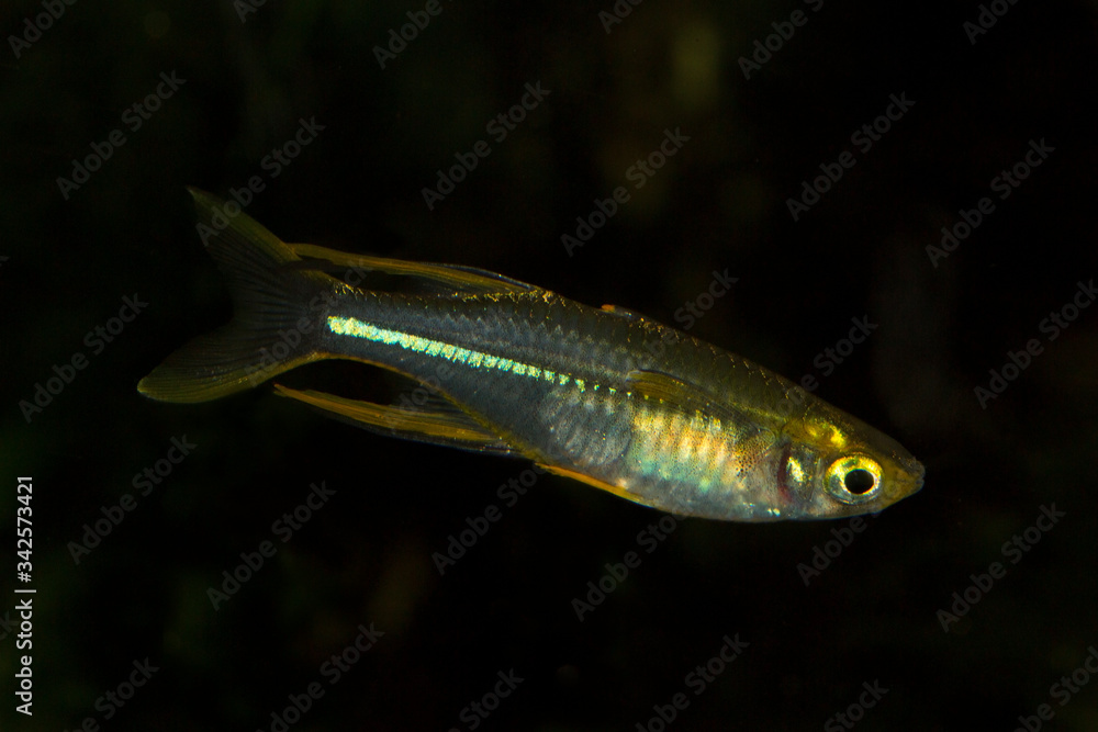 Celebes rainbowfish (Marosatherina ladigesi).