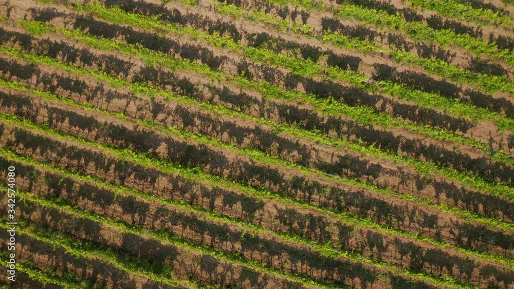 Aerial drone view of the vineyards field near Beli Manastir in Slavonia, Croatia Aerial drone view of the vineyards field near Beli Manastir in Slavonia, Croatia