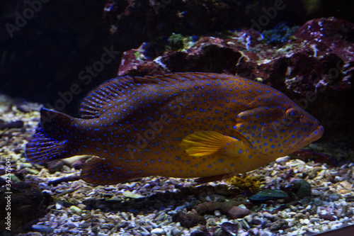Coral hind (Cephalopholis miniata).