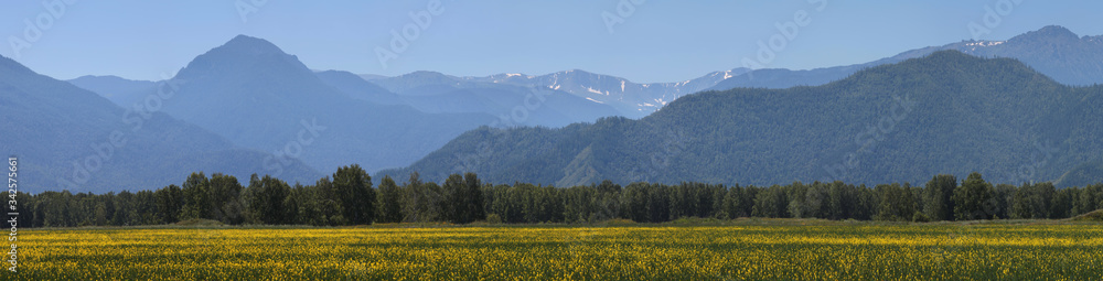 Wide panorama, mountain landscape. Flowering field and snow-capped peaks.