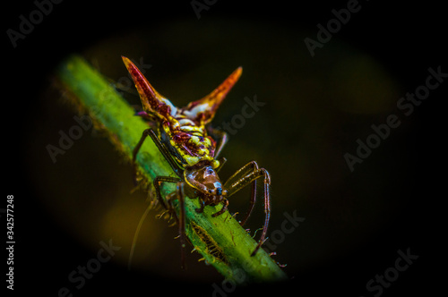 Wallpaper Mural multicolored spider on a green stick with beautiful, unfocused and natural background Torontodigital.ca