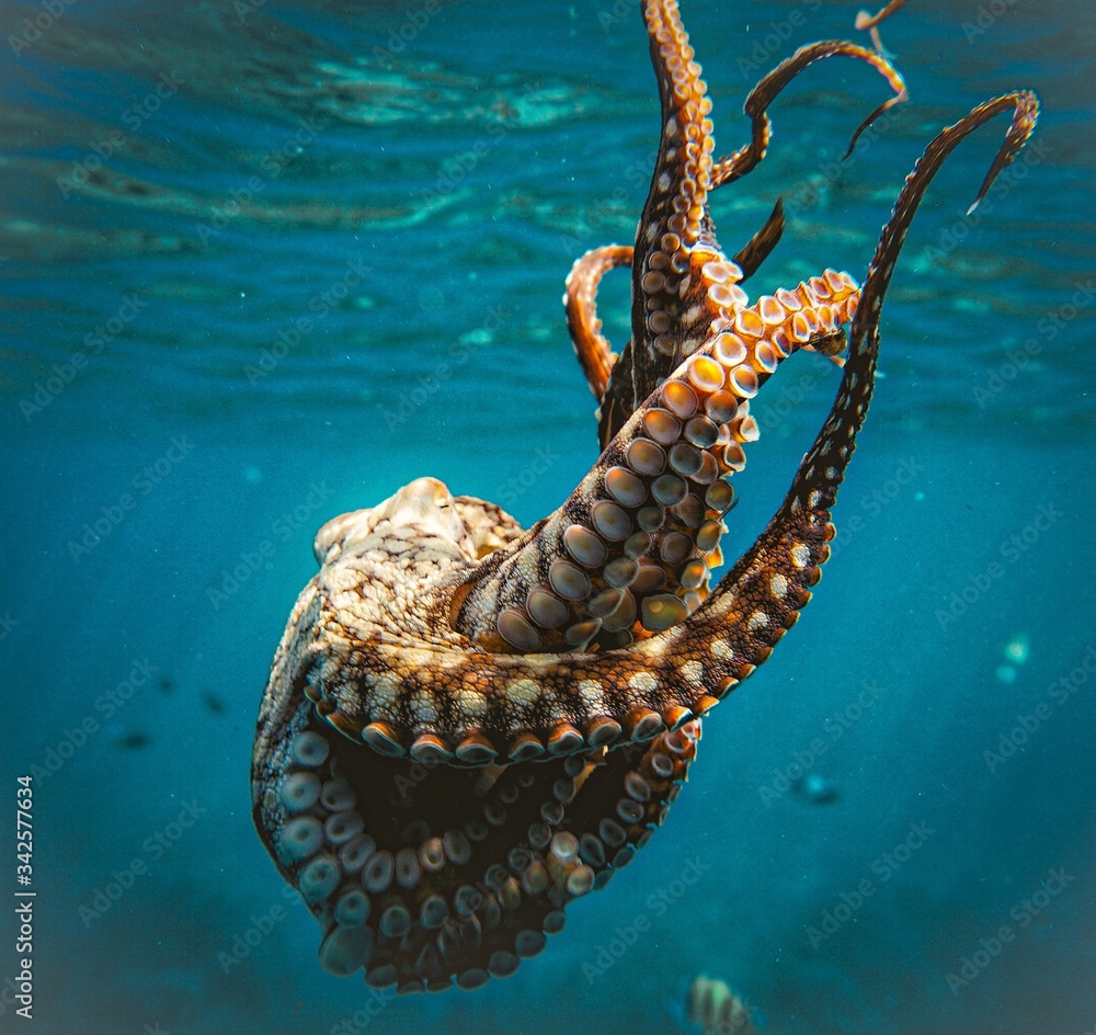 Beautiful Octopus in Deep Blue Water Stock Photo | Adobe Stock