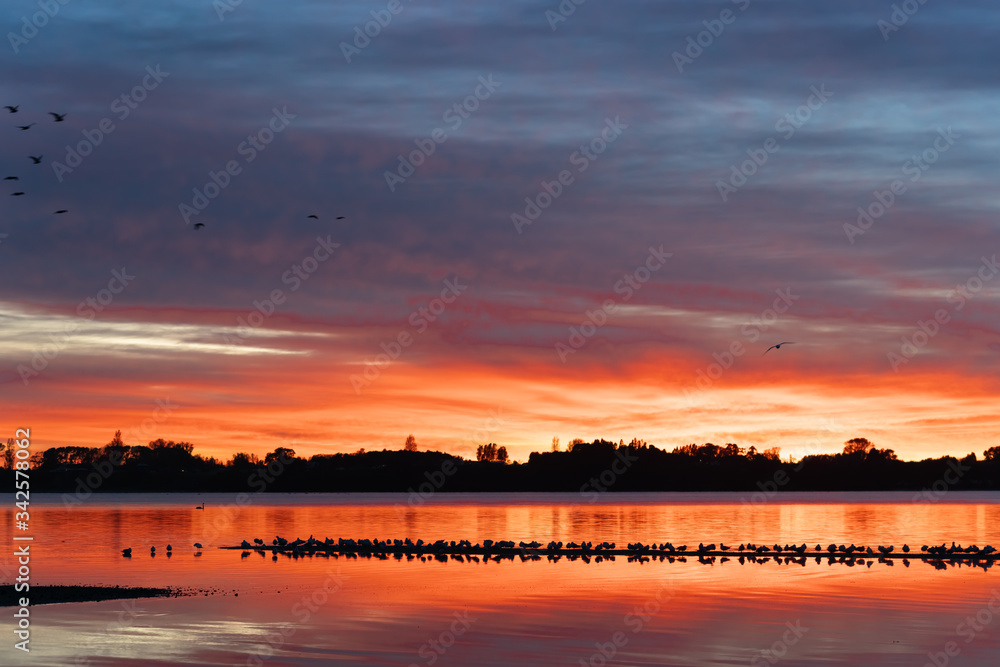 Fototapeta premium Vibrant sunrise across bay with flock of birds roosting on sandbar