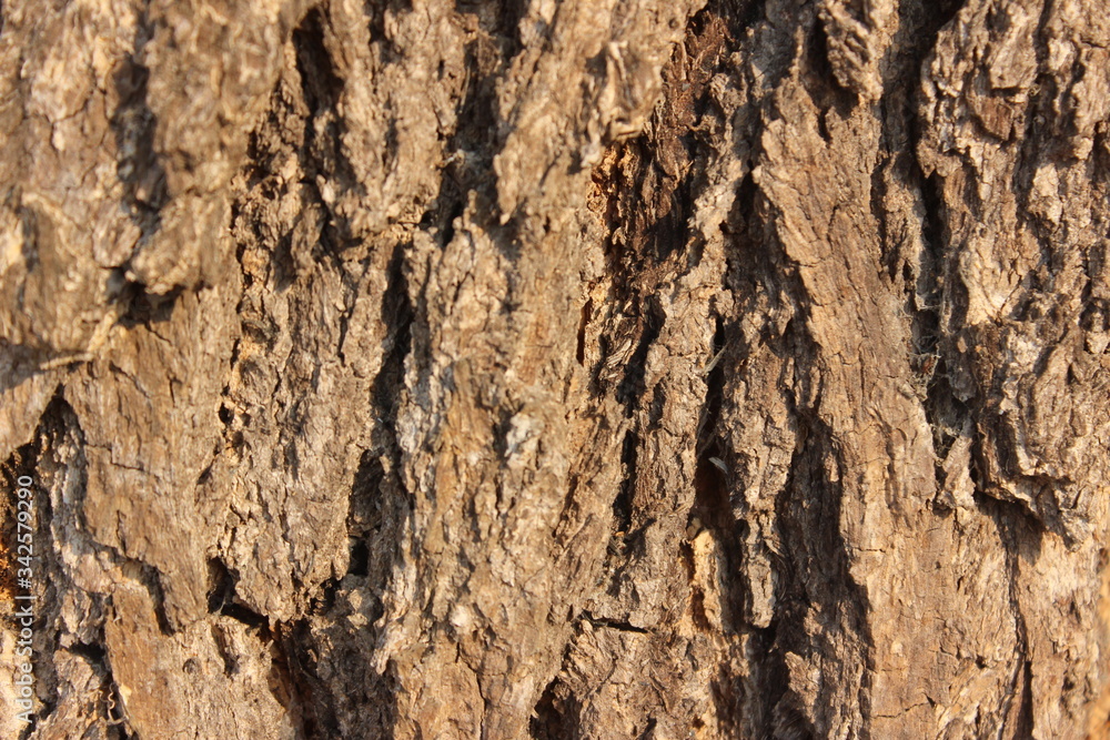 bark of a tree bark of a tree