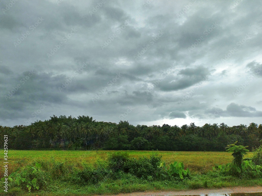 Rainy clouds with paddy fields