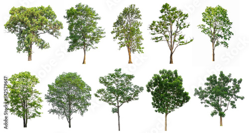 Collection of Trees isolated on white background