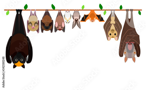 various bats hanging upside down in a row