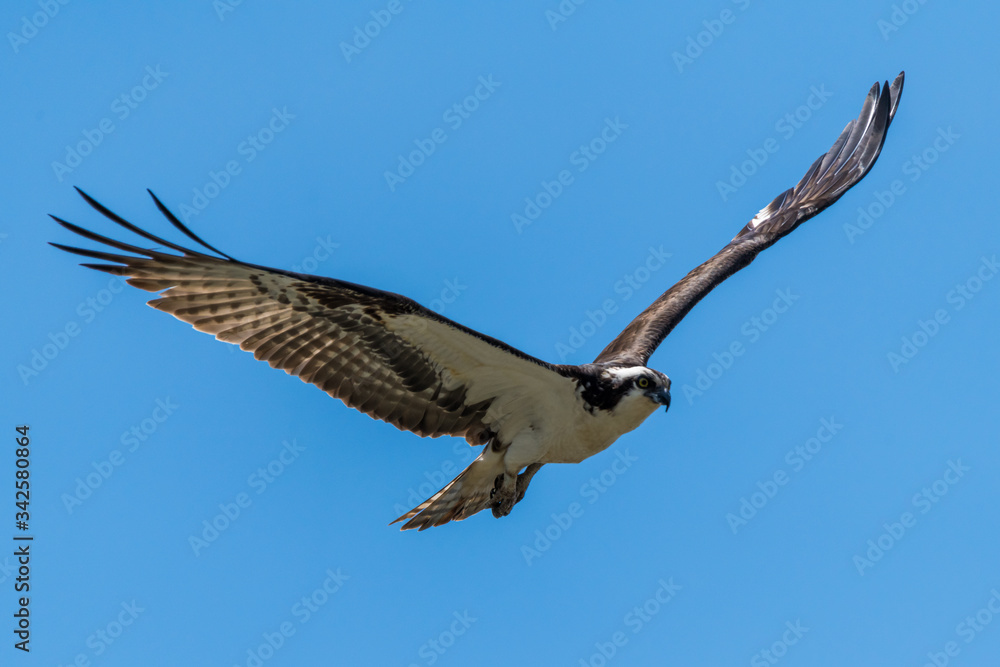 Fototapeta premium Osprey Flying