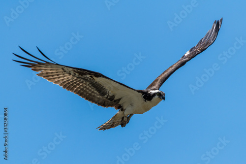 Osprey Flying