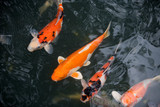 Koi fish in pond, Japan