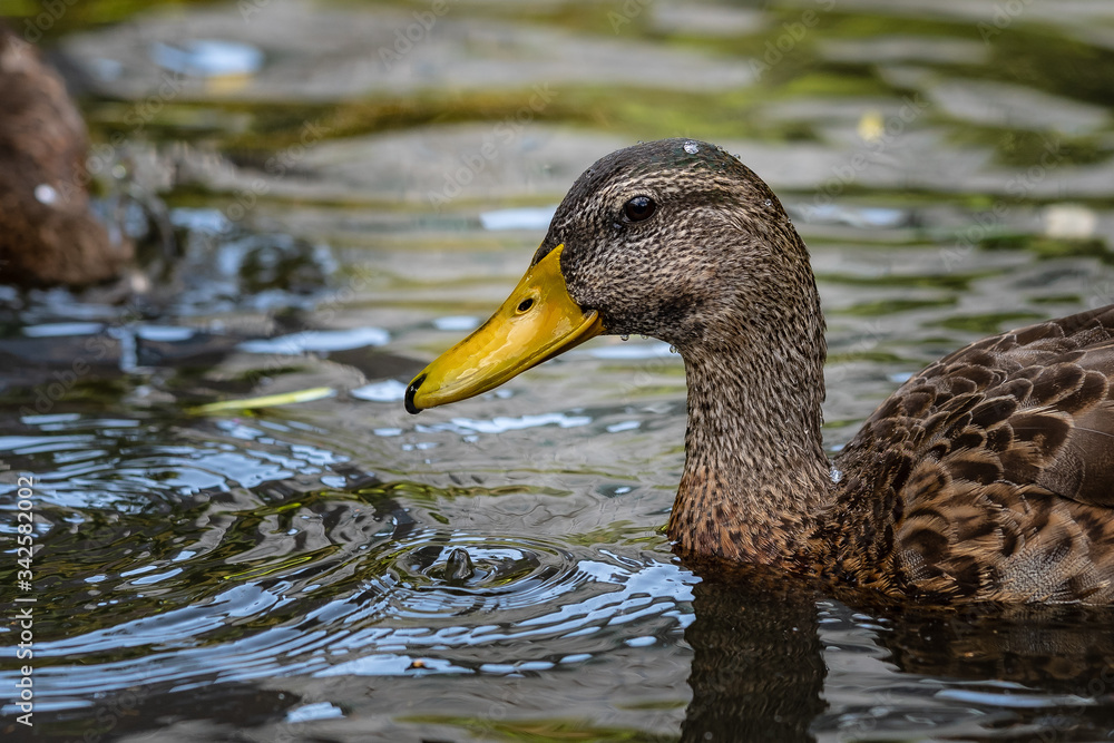 Duck swimming in water with water droplet on head Duck swimming in water with water droplet on head