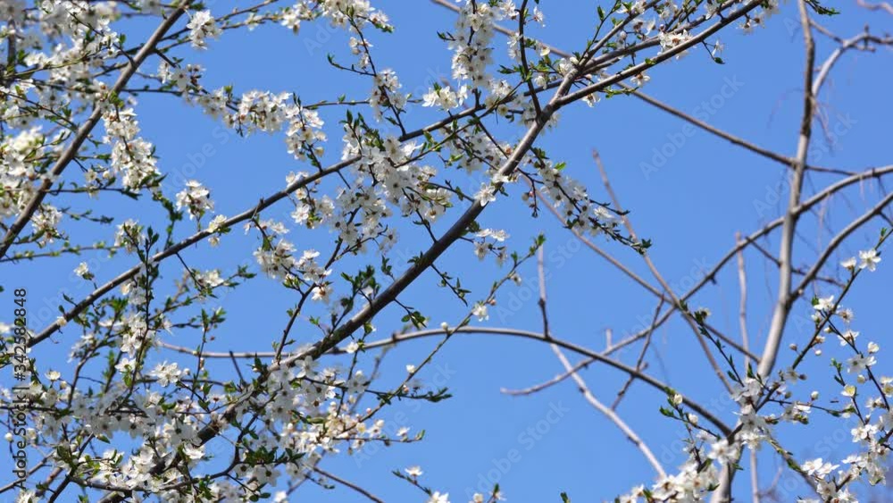 Bees pollinate a flowering apricot tree Bees pollinate a flowering apricot tree