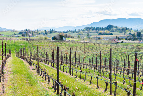 View of rows of grapevines in April on the Naramata Bench
