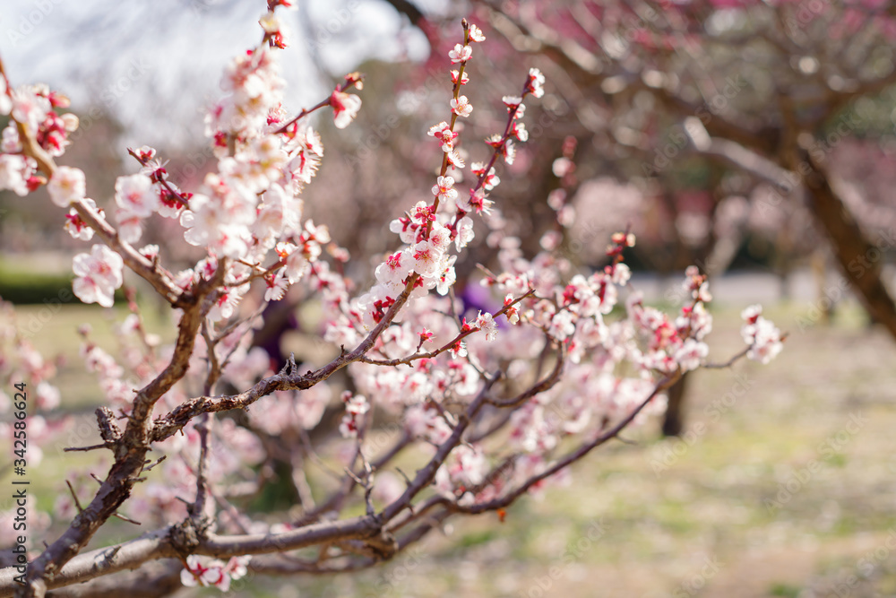 梅の花の咲く風景