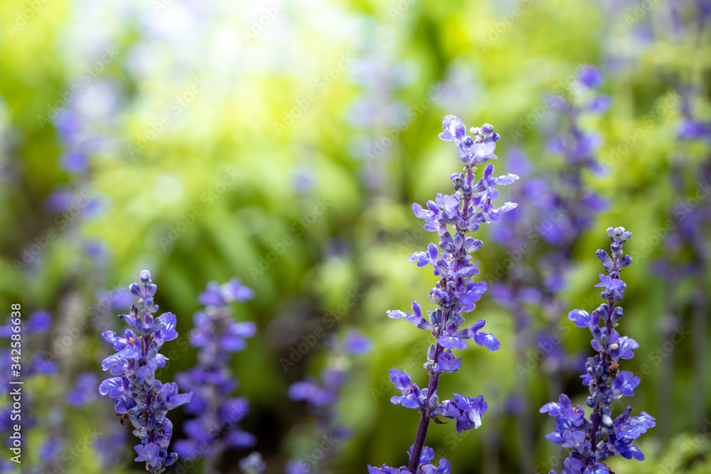 The background image of the colorful flowers The background image of the colorful flowers