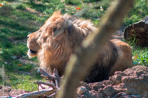 Canvastavla Lion lazing in the sun at the John Ball Zoo