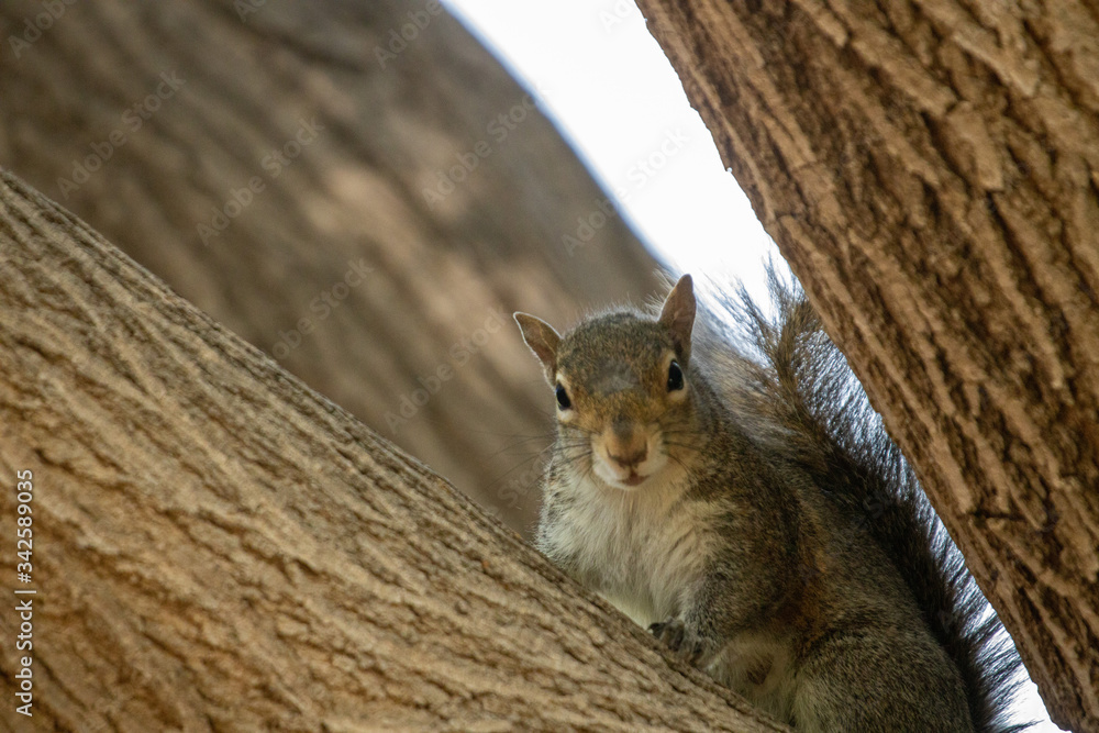 Fototapeta premium Irritated squirrel in a tree