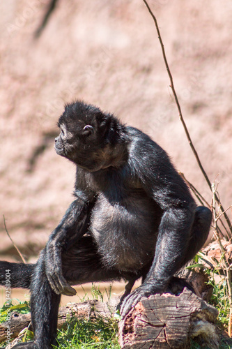 Photography Spider monkey at the John Ball Zoo in Grand Rapids Michigan