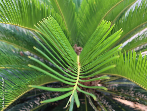 Close up shoots of green bottle palm leaf.
