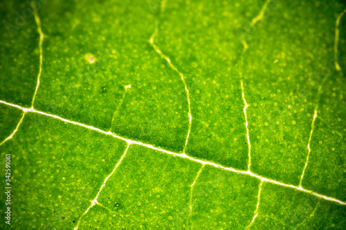 Soft focus green leaf structure background.Macro shot leave surface in microscope.Natural green background.