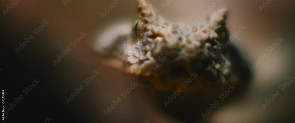 Extreme close up of horned viper snake taking out its tongue while looking at the camera. CLOSE UP, SHALLOW DEPTH OF FIELD, SLOW MOTION, BMPCC 4K. Extreme close up of horned viper snake taking out its tongue while looking at the camera. CLOSE UP, SHALLOW DEPTH OF FIELD, SLOW MOTION, BMPCC 4K.