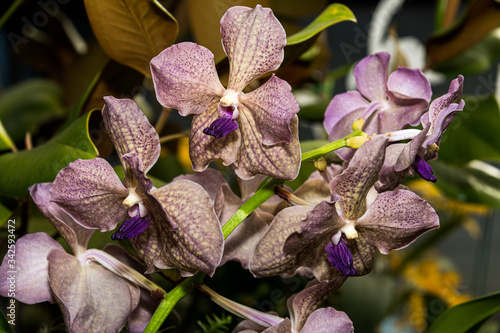 Purple and White Moon Orchids in Bloom photo