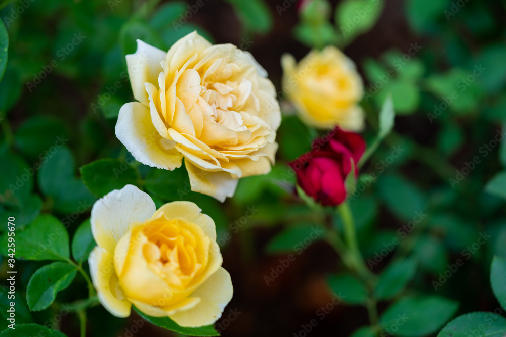 Fresh rose Fresh rose