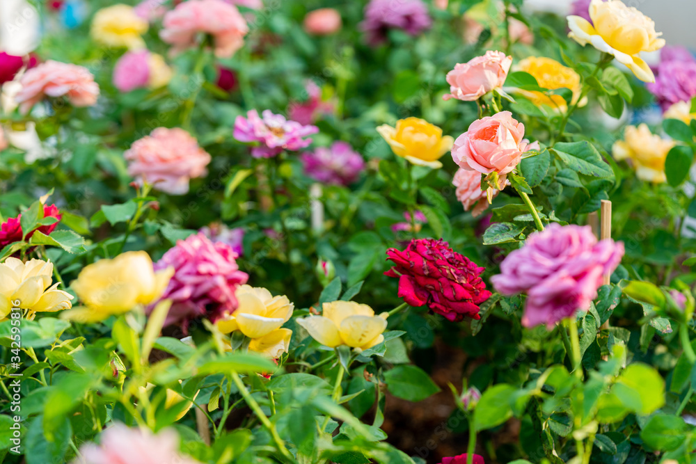 Colorful roses