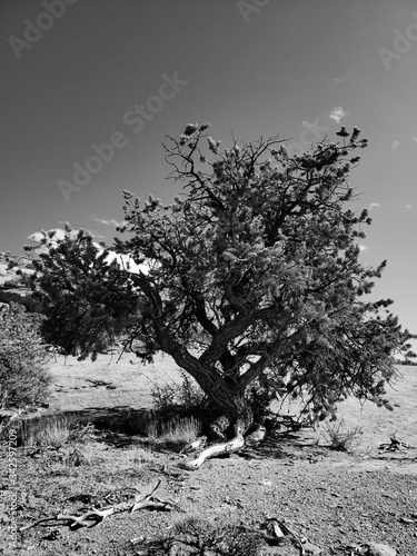 rez tree in black and white photo