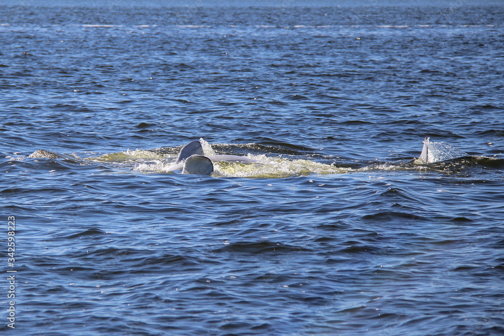 Fototapeta premium Beluga whales playing in the ocean
