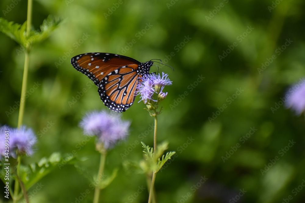 Butterfly on purple flower in desert garden Butterfly on purple flower in desert garden