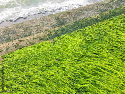 A lot of seawater moss cover the cement barrier which was built to protect seawaves at Paknampran, Thailand photo