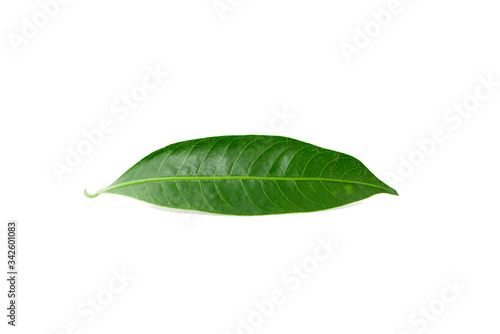 Fresh green leaves branch an isolated on white background