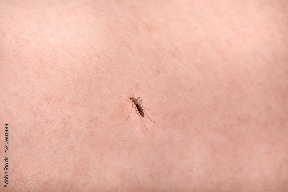 Mosquito isolated on white background Mosquito isolated on white background