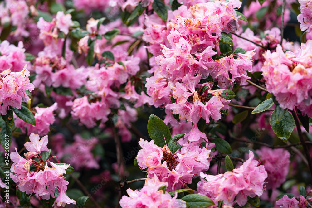 Pink flower blossom in Central Park in New York City, close up photo look.