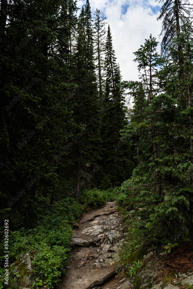 Fototapeta premium Green forrest tree landscape, fir tree landscape. Grand Teton national park, USA. 