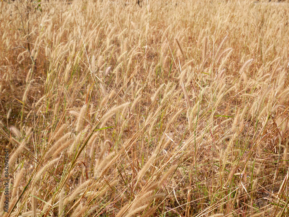 wheat field in summer, cattails flower nature background wheat field in summer, cattails flower nature background