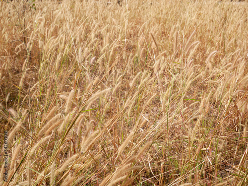 wheat field in summer, cattails flower nature background © amonphan