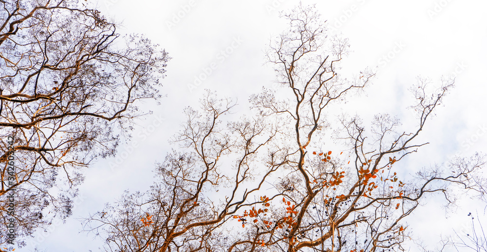 background texture of yellow leaves autumn leaf background at Nam Cat Tien national parks, Dong Nai, Vietnam. background texture of yellow leaves autumn leaf background at Nam Cat Tien national parks, Dong Nai, Vietnam.